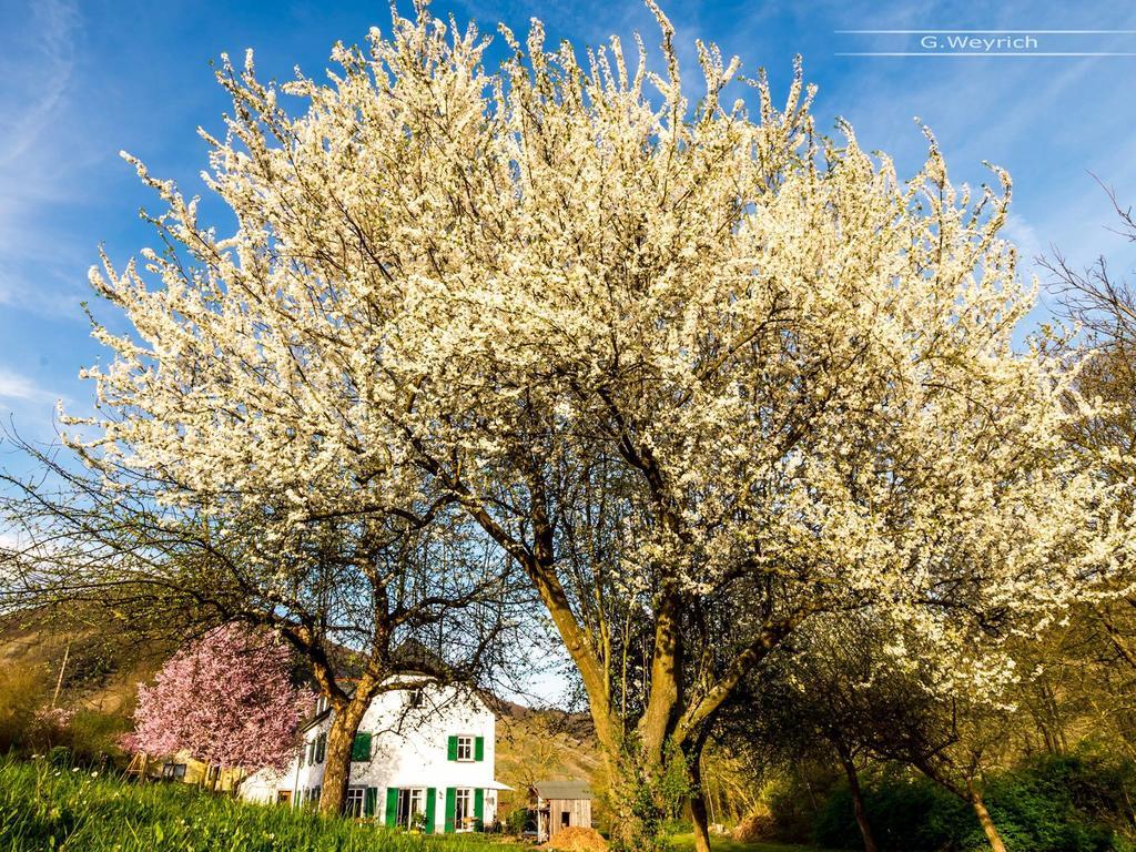 Zimmer Am Markt Traben-Trarbach Exteriér fotografie